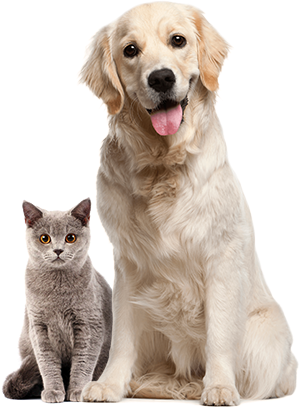 Image of a dog and a cat sitting together