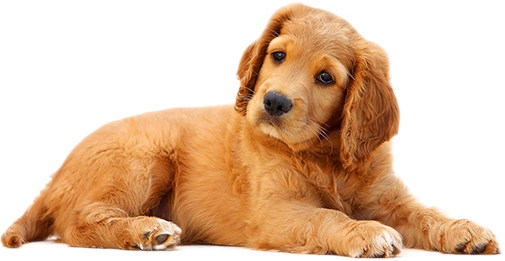 Image of a brown puppy