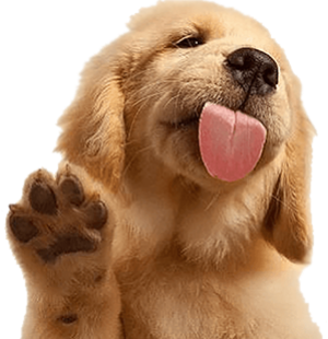 image of a brown puppy