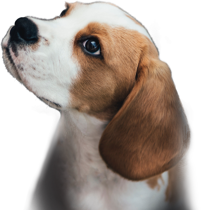 Image of a puppy